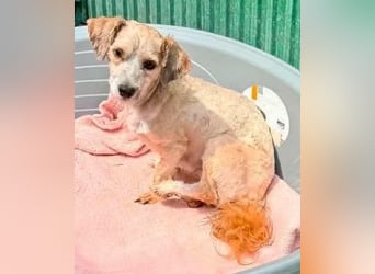 Carino – kleiner Herzenshund sucht seine Menschen