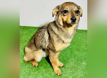 Zartes Hundemädchen Netty