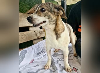 Lara, kleine Maus sucht wieder Liebe