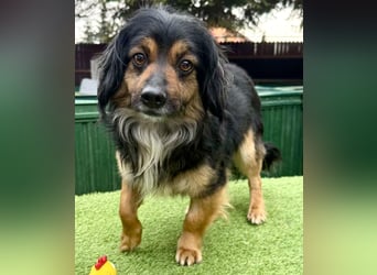 Zuckersüßes Mini Männlein Bailey