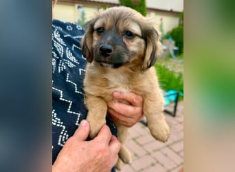 Kleinbleibender Tyler sucht sein großes Glück