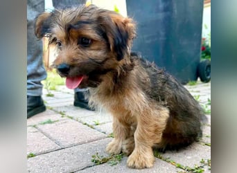 Zuckersüßes Welpenmädchen Elsie - geboren, um zu leben.