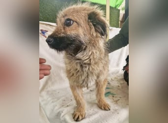 Sanfte kleine Alva sucht ihr Glück