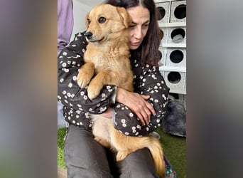 Junghund Milo sucht seine Menschen