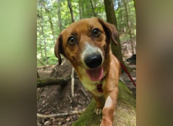 Kuschelmaus Tapsy sucht ihr Glück