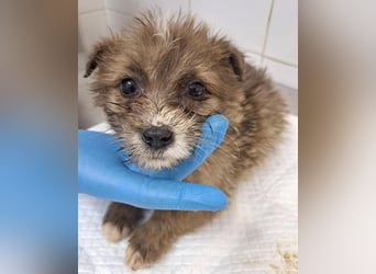 Milly sucht ihr großes Glück