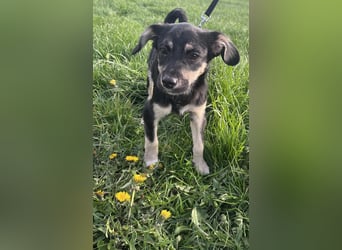 Kurti - Welpe sucht liebevolles Zuhause