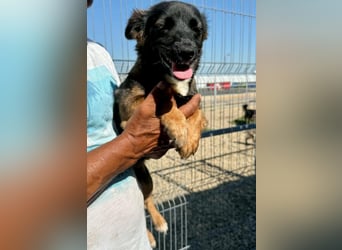 Lila – kleines Hundemädchen möchte endlich ankommen