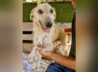 Willibald, freundlicher Bub sucht seine Familie