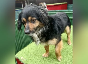 Zuckersüßes Mini Männlein Bailey