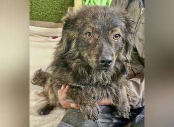Eddie – kleine verletzte Seele sucht Menschen mit Herz und Geduld