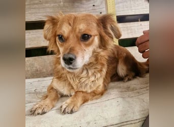 Kleine Leni sucht ein liebevolles Zuhause