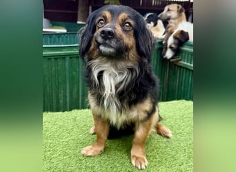 Zuckersüßes Mini Männlein Bailey