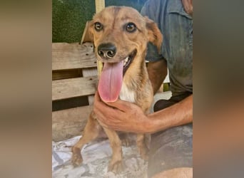 Souly, kleine Kämpferin sucht ihr Glück
