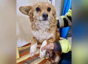 Liebe, kleine Schmusemaus Maya