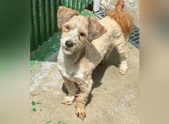 Carino – kleiner Herzenshund sucht seine Menschen