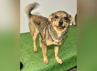 Zartes Hundemädchen Netty