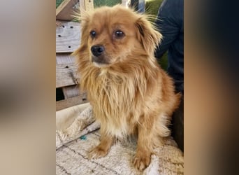 Bailey – kleiner Sonnenschein sucht sein Glück
