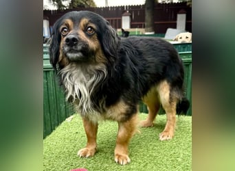 Zuckersüßes Mini Männlein Bailey