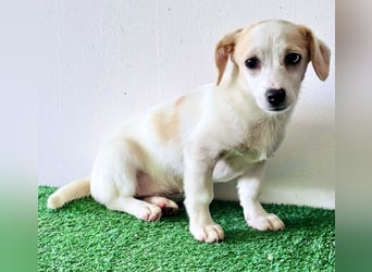Susi – kleines Welpenmädchen sucht ihr Happy End