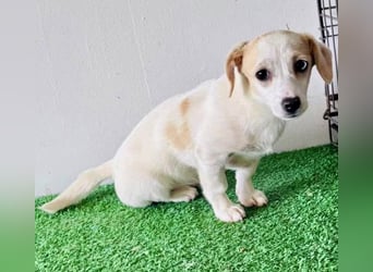 Susi – kleines Welpenmädchen sucht ihr Happy End