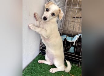 Susi – kleines Welpenmädchen sucht ihr Happy End