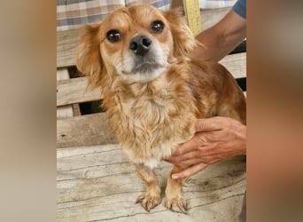 Kleine Leni sucht ein liebevolles Zuhause