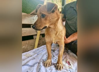 Perry, kleiner Schatz sucht wieder ein Zuhause