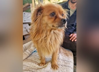 Bailey – kleiner Sonnenschein sucht sein Glück