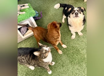 Dankbare, sanfte AIDA