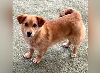 Junghund Milo sucht seine Menschen