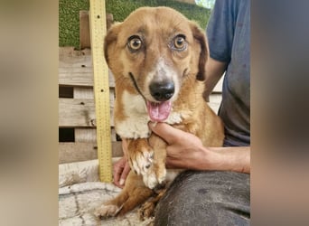 Tapsy, kleines Herz sucht Geborgenheit