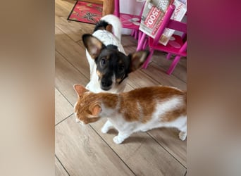 Katzenfreundlicher Welpe Krümel sucht ein aktives Zuhause