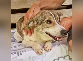 Lara, kleine Maus sucht wieder Liebe