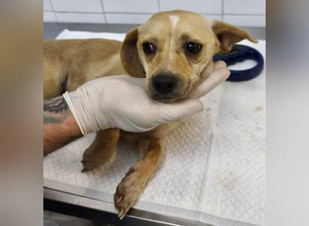 Kleines Hundemädchen Anila