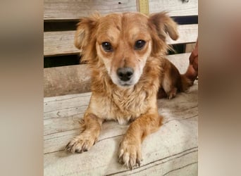 Kleine Leni sucht ein liebevolles Zuhause