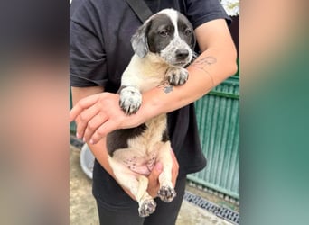 Nika, kleines Glück auf vier Pfötchen