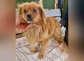 Bailey – kleiner Sonnenschein sucht sein Glück