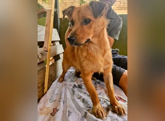 Perry, kleiner Schatz sucht wieder ein Zuhause