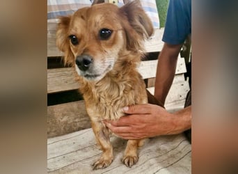 Kleine Leni sucht ein liebevolles Zuhause