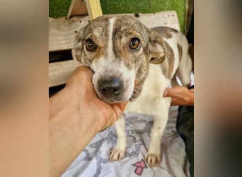 Lara, kleine Maus sucht wieder Liebe