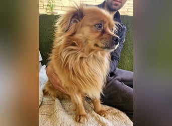 Bailey – kleiner Sonnenschein sucht sein Glück