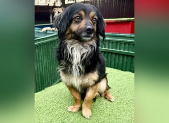 Zuckersüßes Mini Männlein Bailey