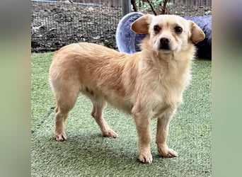 Kleines, zartes Männlein Justus