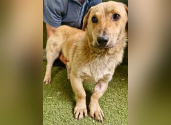 Chaplin – kleiner Hundemann sucht sein großes Glück
