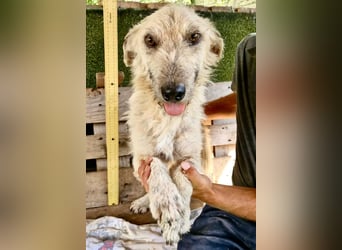 Willibald, freundlicher Bub sucht seine Familie
