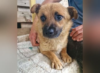 Kleiner Thor sucht sein großes Glück