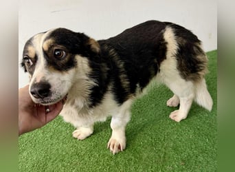 Dankbare, sanfte AIDA