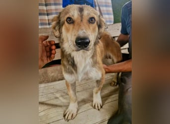 Leroy, ein sanfter kleiner Schatz sucht sein großes Glück.