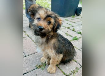 Zuckersüßes Welpenmädchen Elsie - geboren, um zu leben.